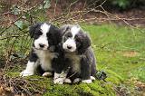 BEARDED COLLIE 464